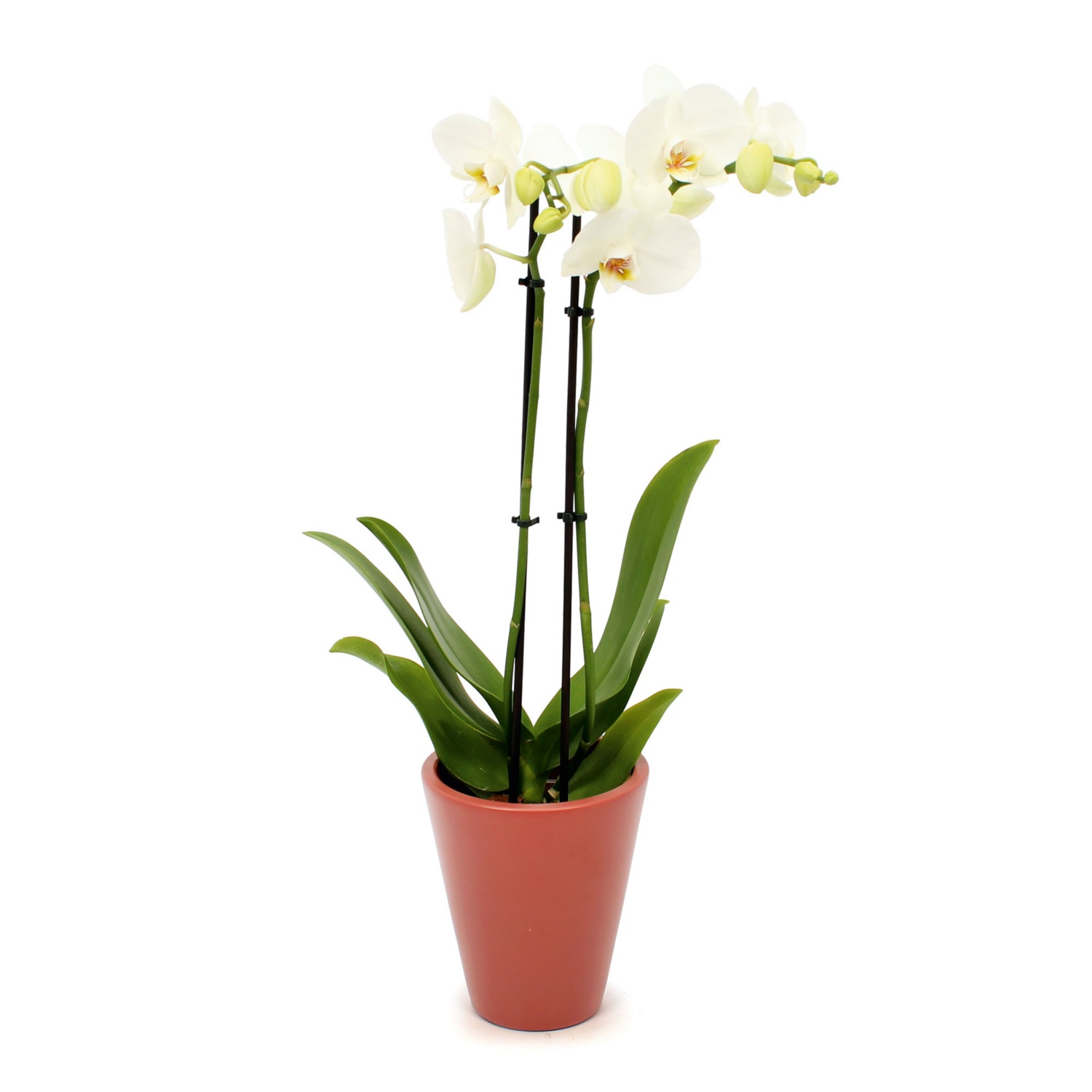 Orchidee in Keramik, Panna matt