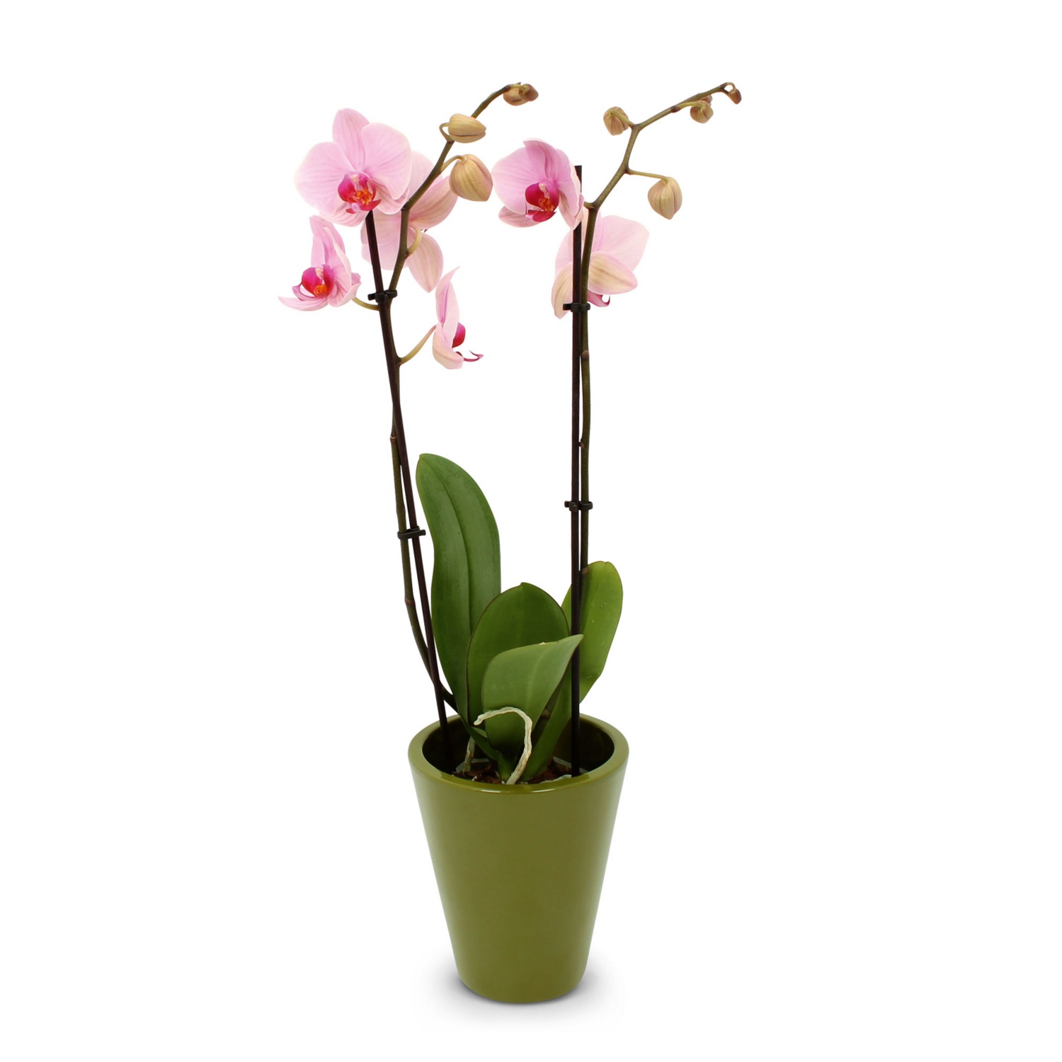 Orchidee in Keramik, Light Kaki matt