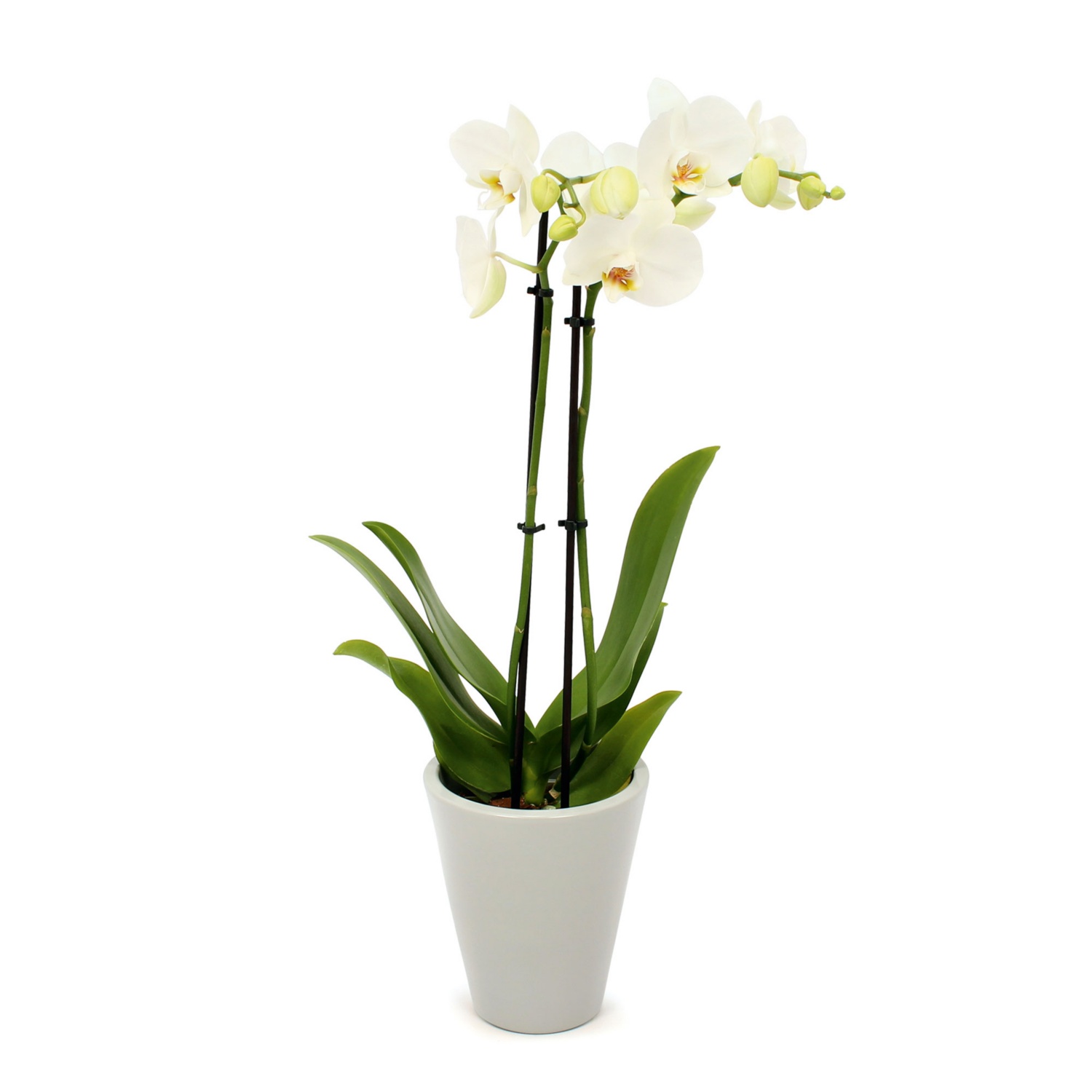 Orchidee in Keramik, Urban Gray matt
