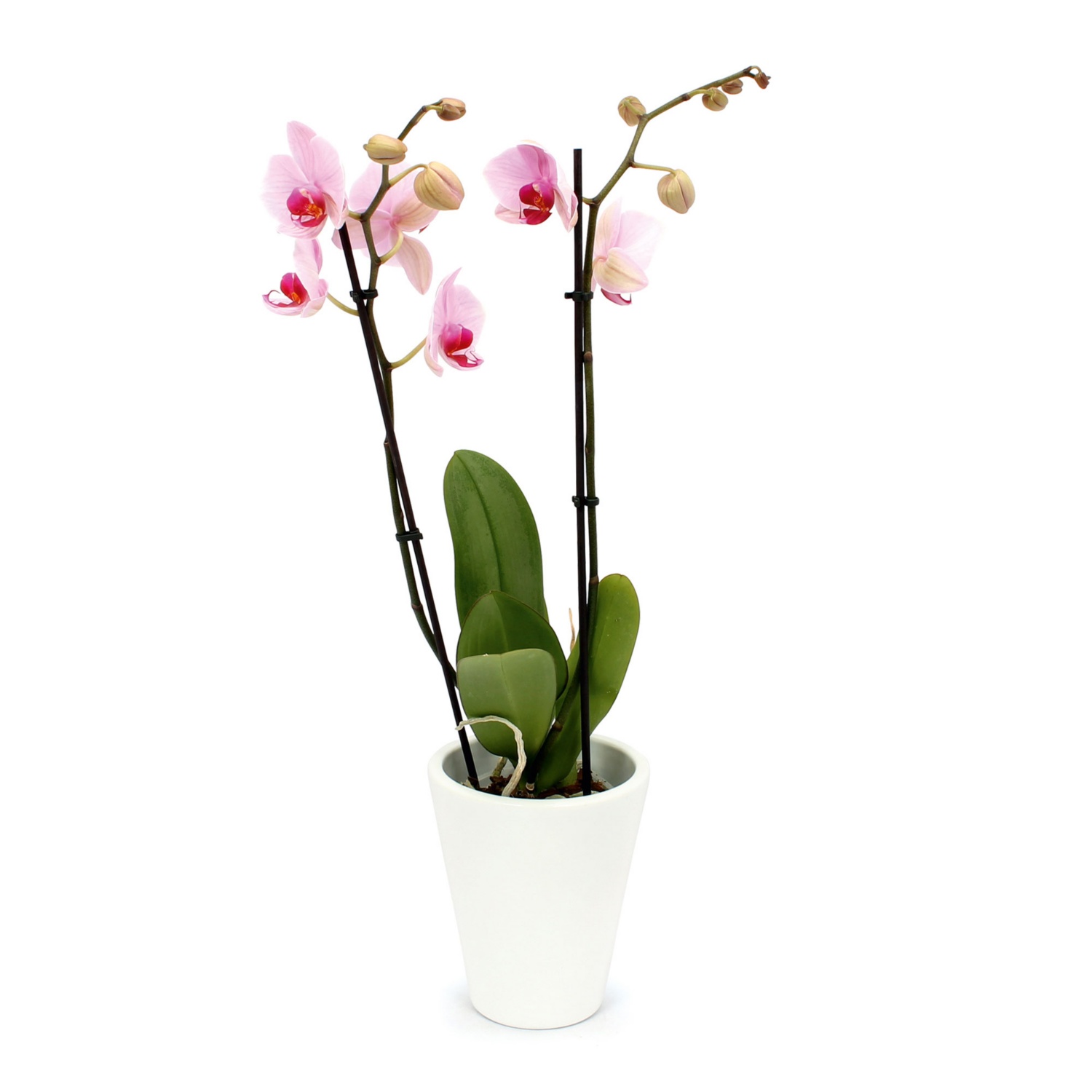 Orchidee in Keramik, Weiß glanz
