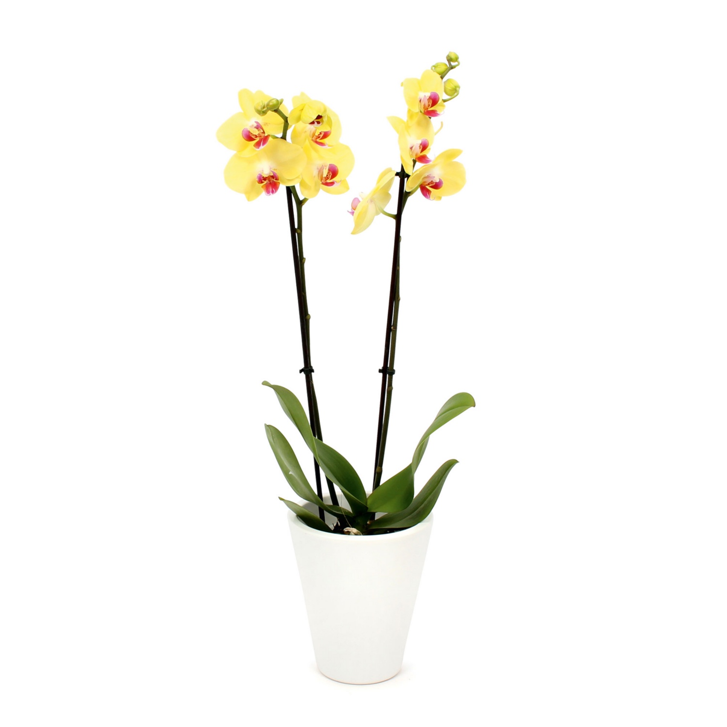 Orchidee in Keramik, Weiß matt