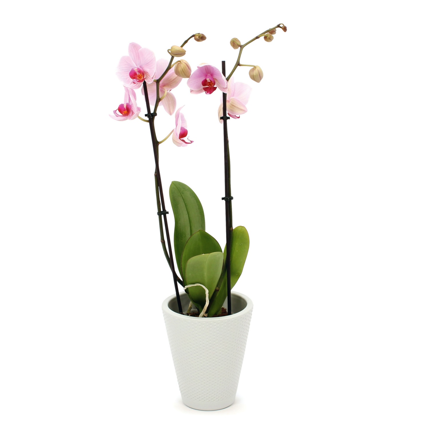 Orchidee in Keramik, Rose Blossom