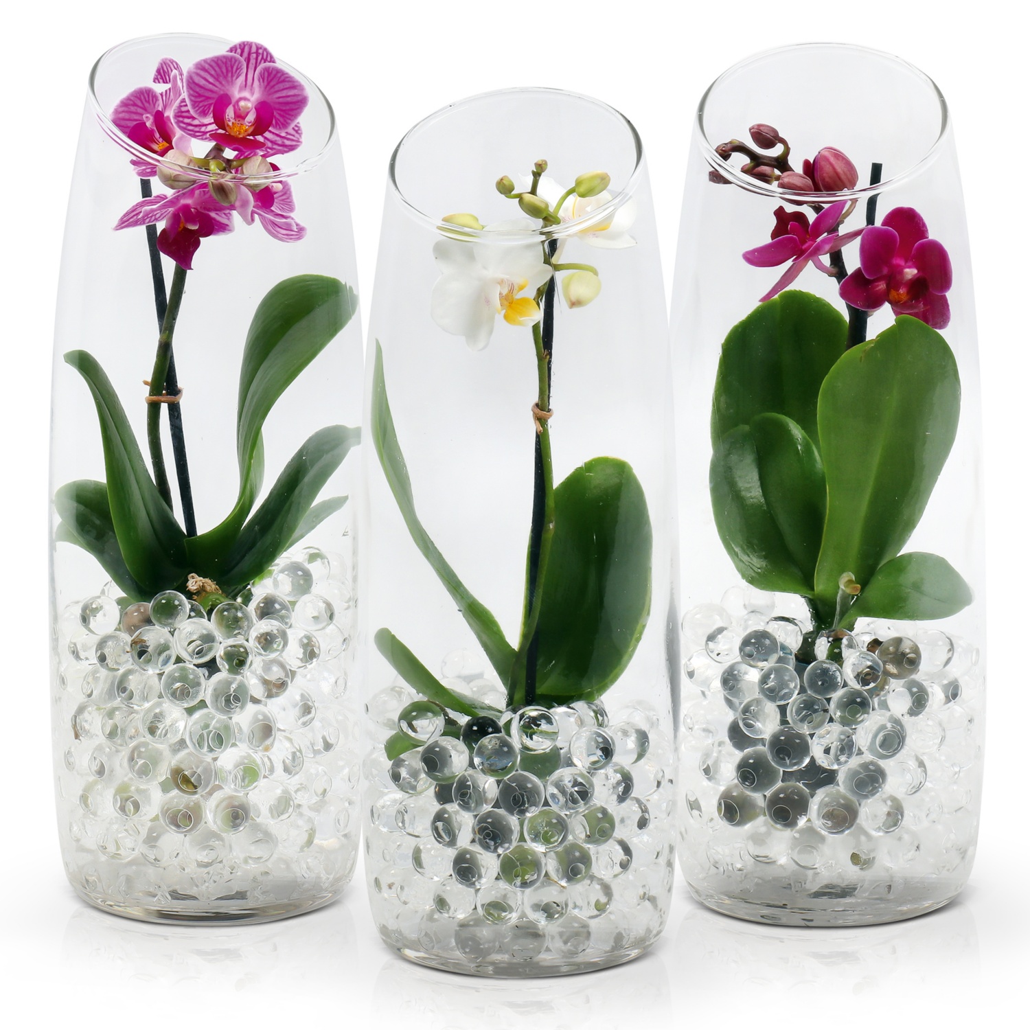 Mini-Orchidee im Glas