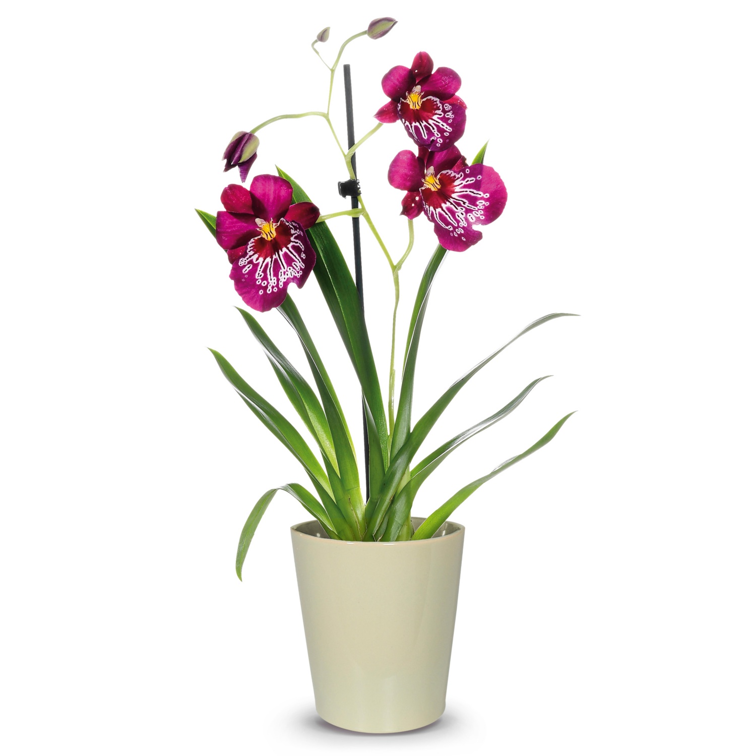Orchideenvielfalt, Miltonia
