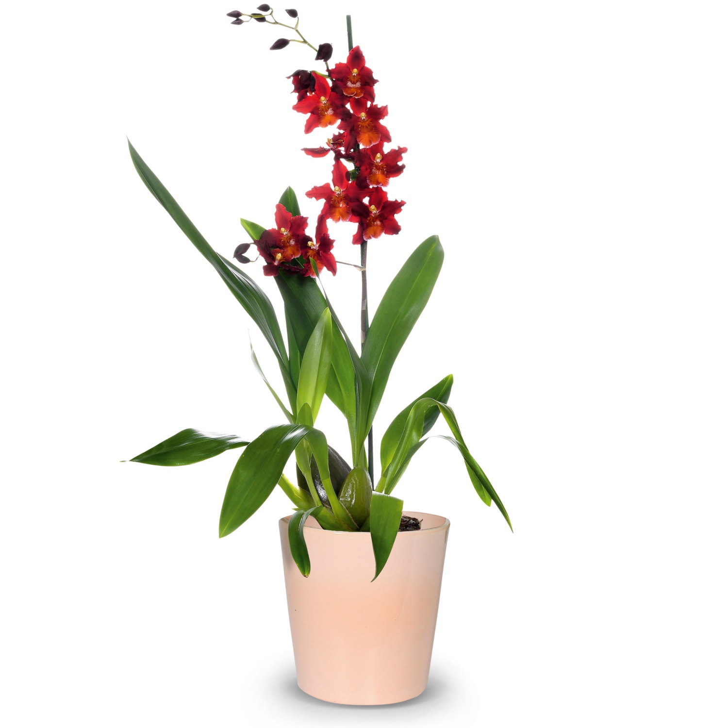 Orchideenvielfalt, Cambria