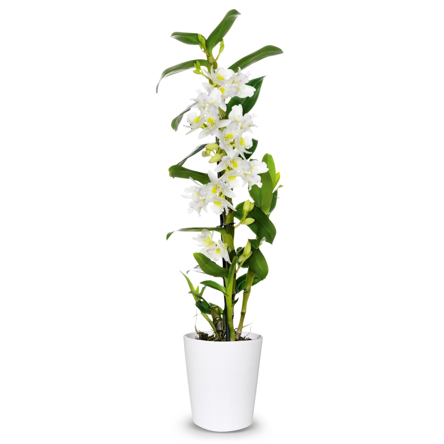 Orchideenvielfalt, Dendrobium