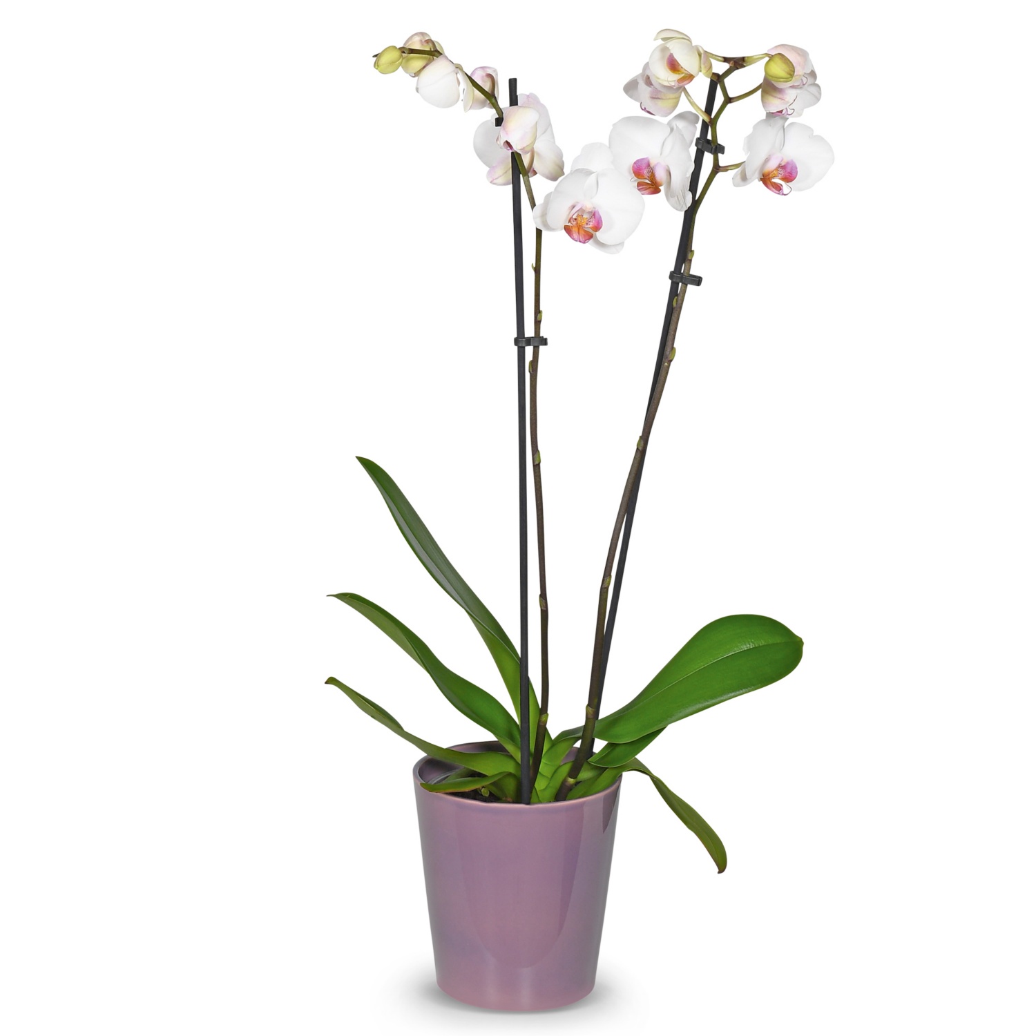 Orchideenvielfalt, Phalaenopsis