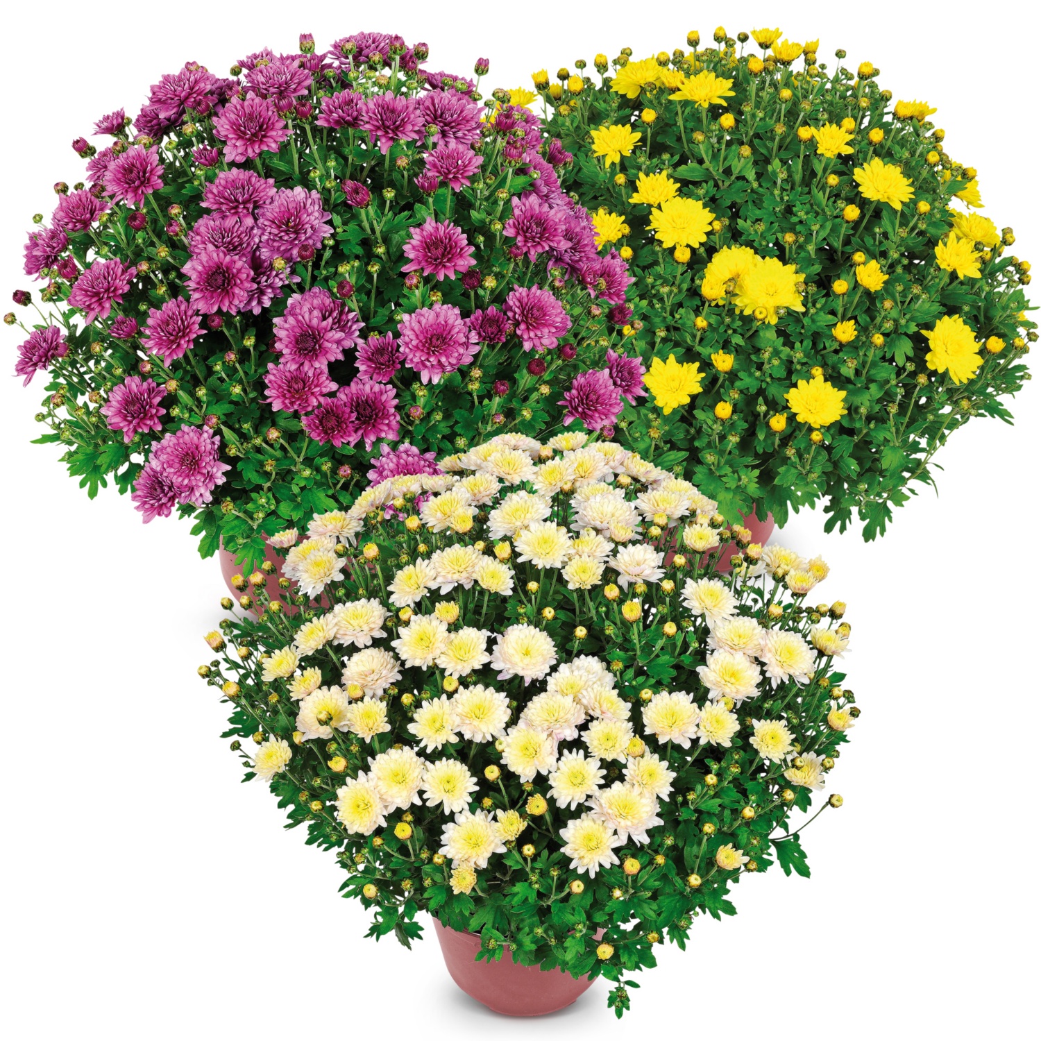 Chrysanthemen-Busch