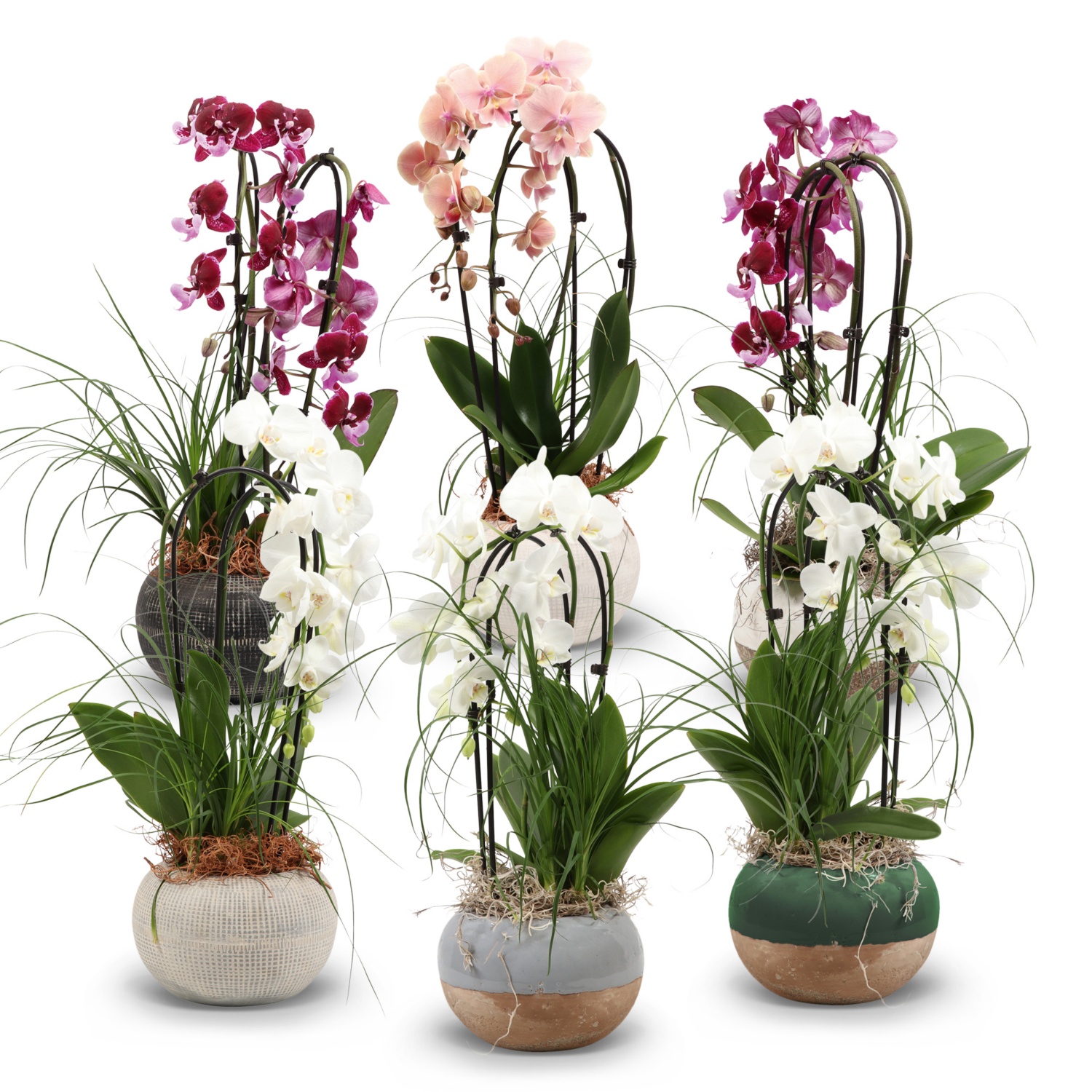 Orchideenarrangement 