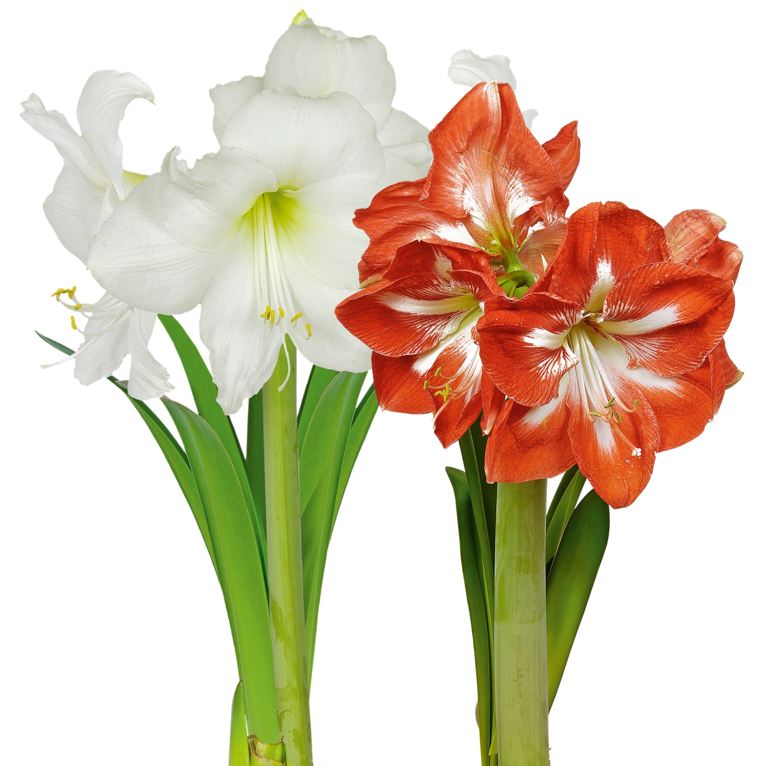 Amaryllis