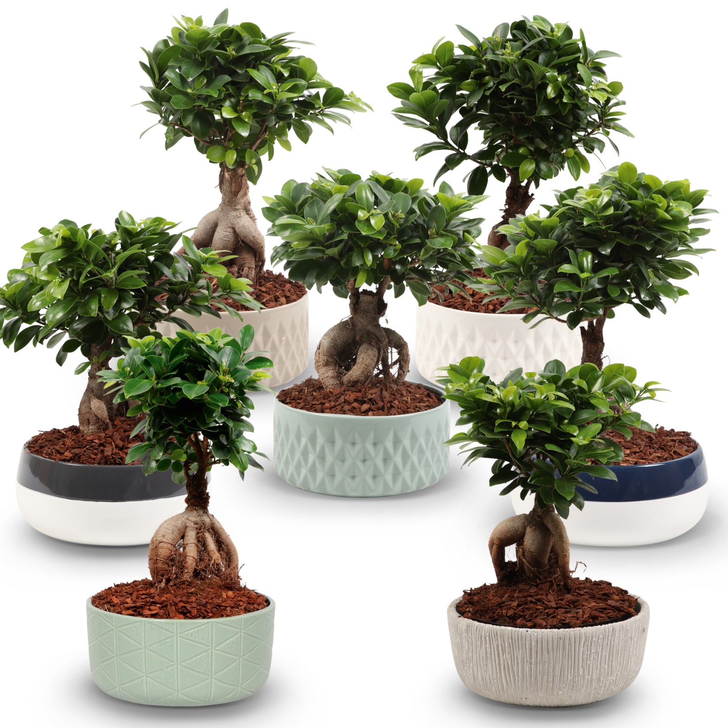 Bonsai