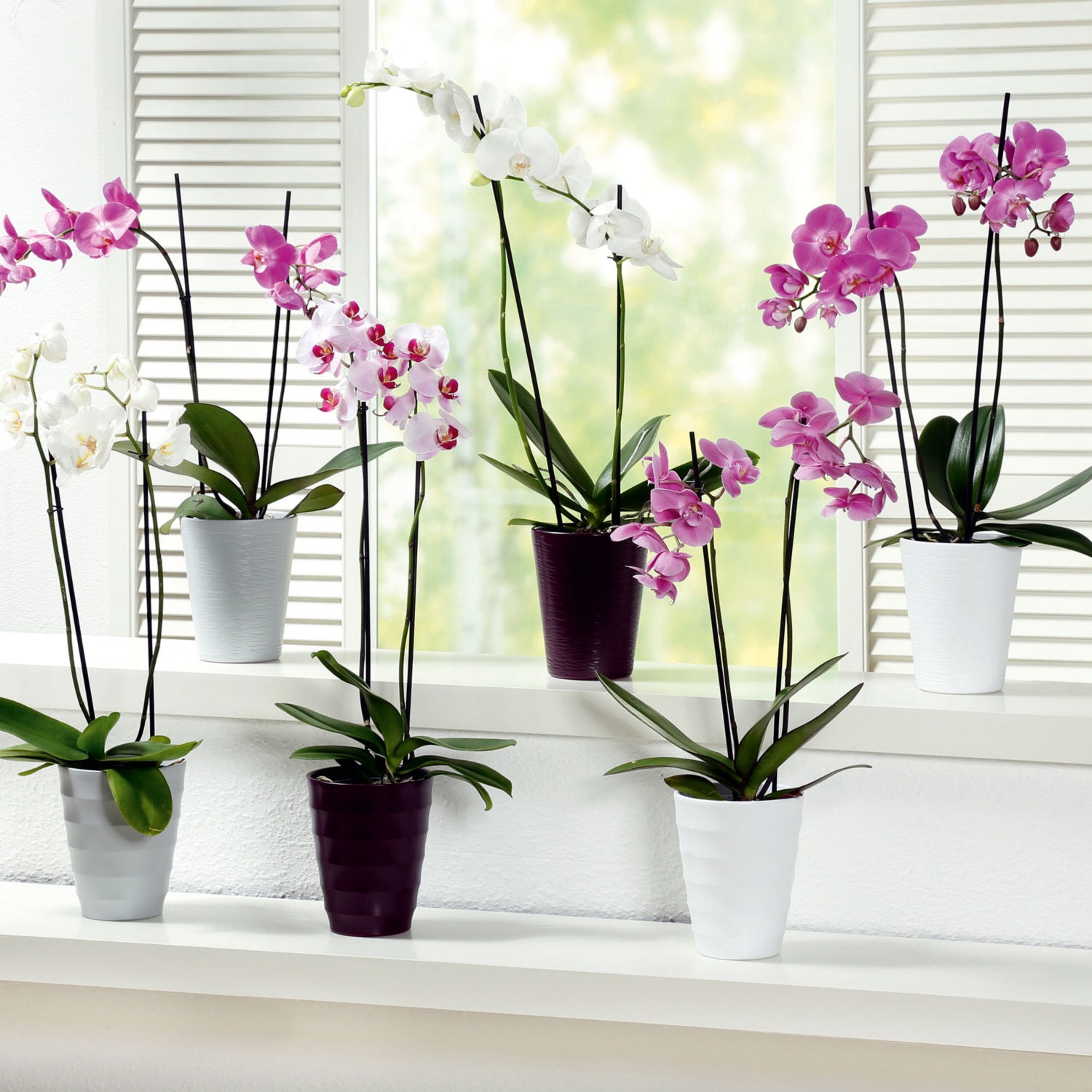 Orchidee im Übertopf
