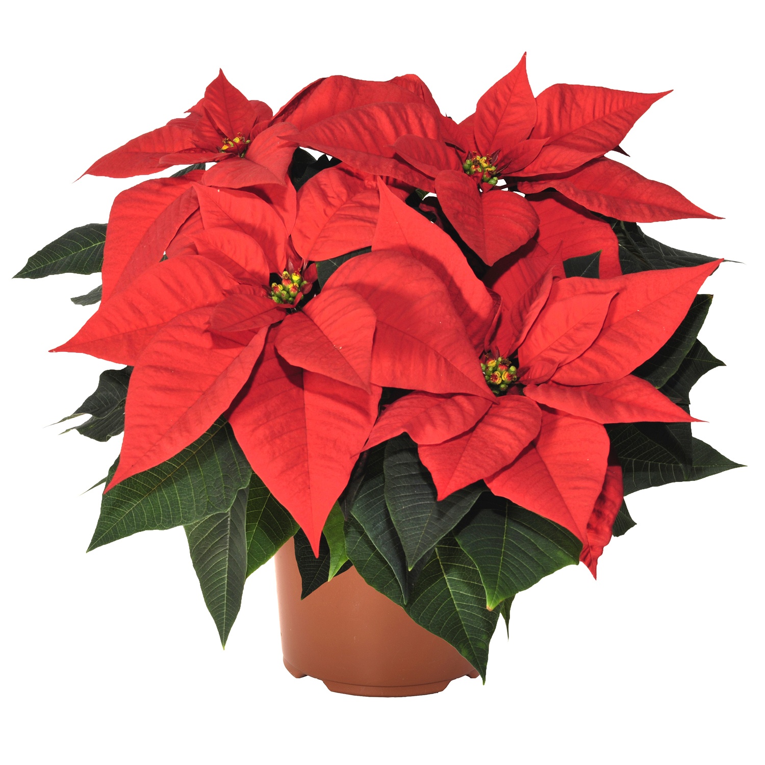 Weihnachtsstern ALDI SÜD
