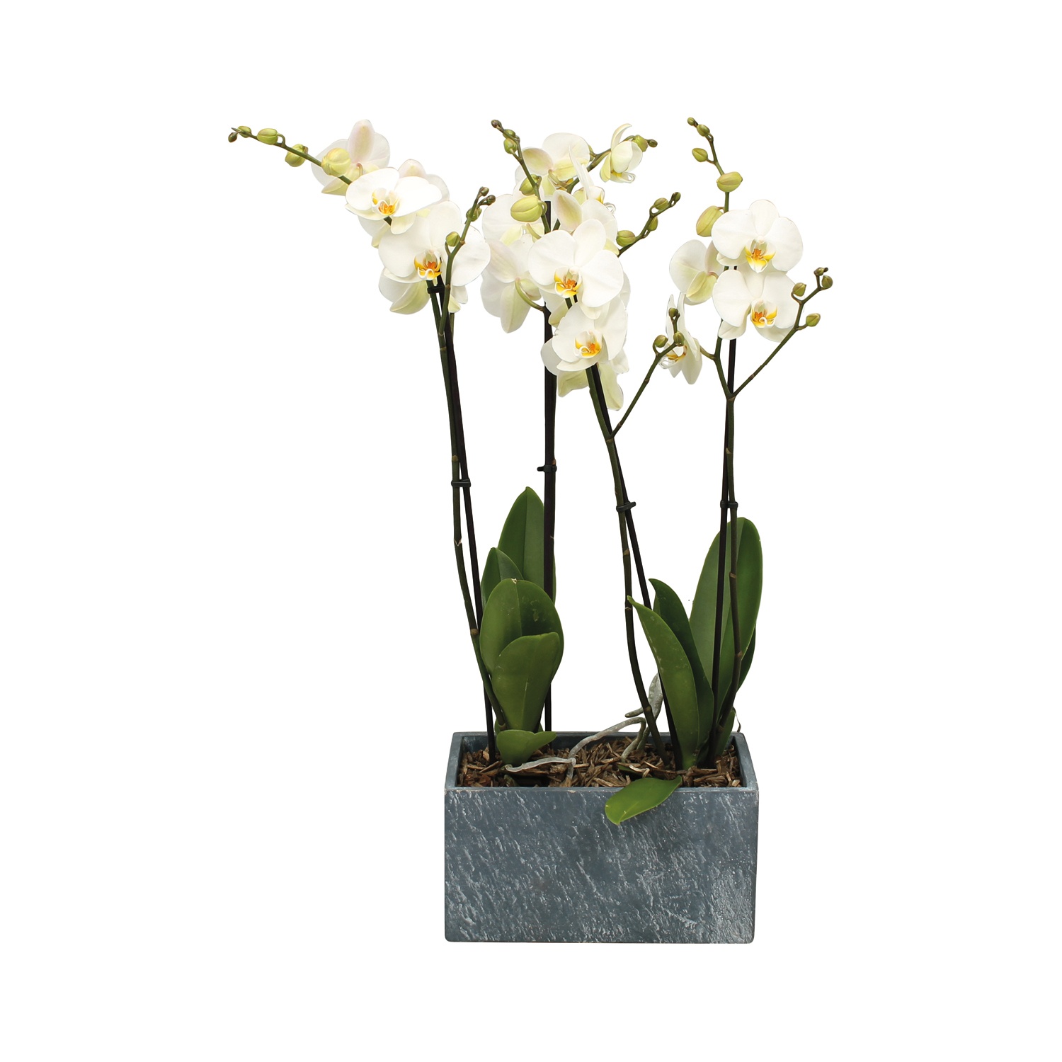 GARDENLINE® Orchideen-Arrangement