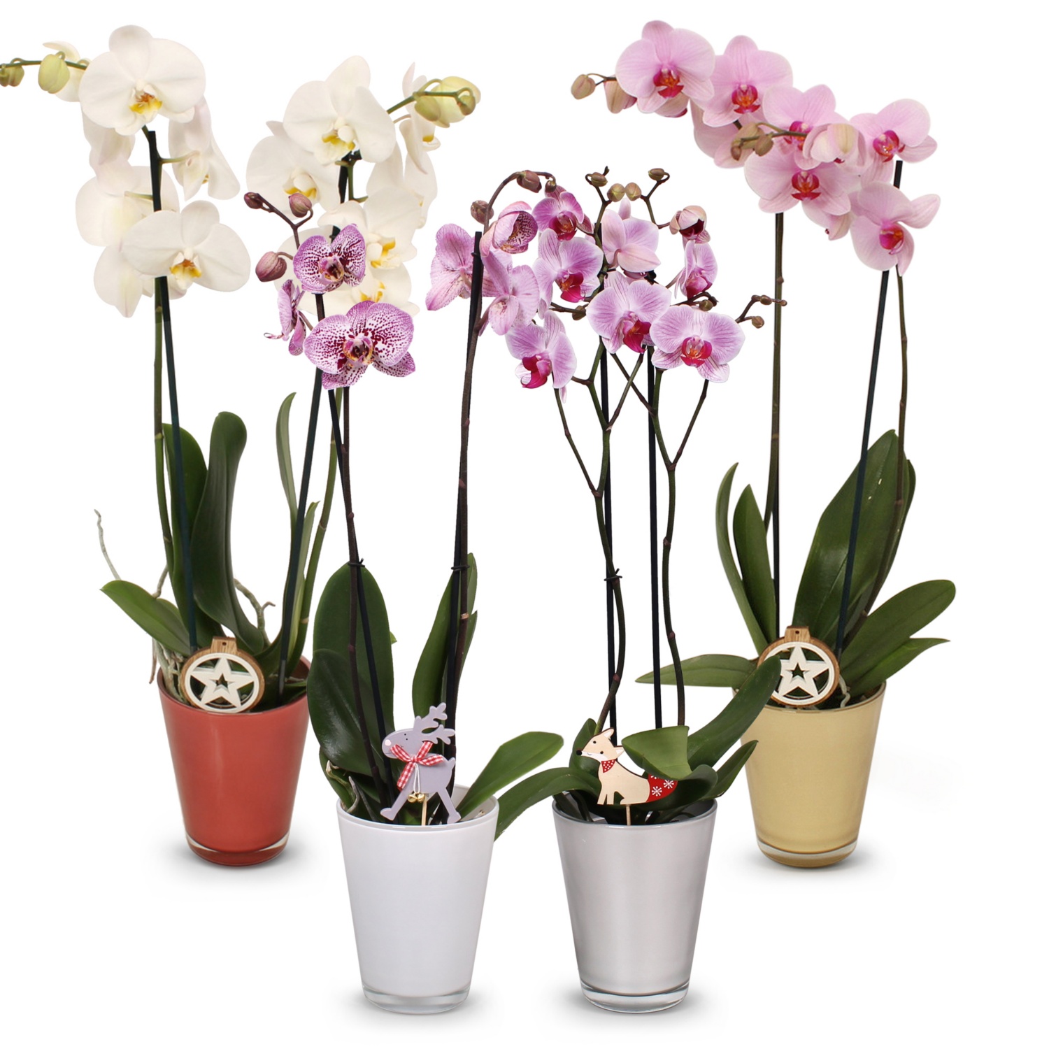 Orchidee