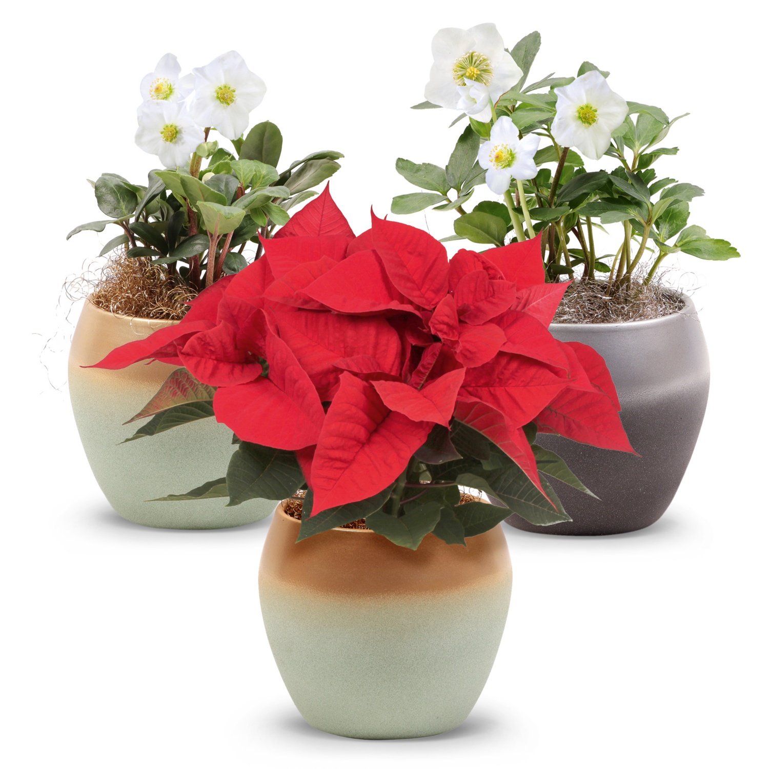 Schneerose/Weihnachtsstern