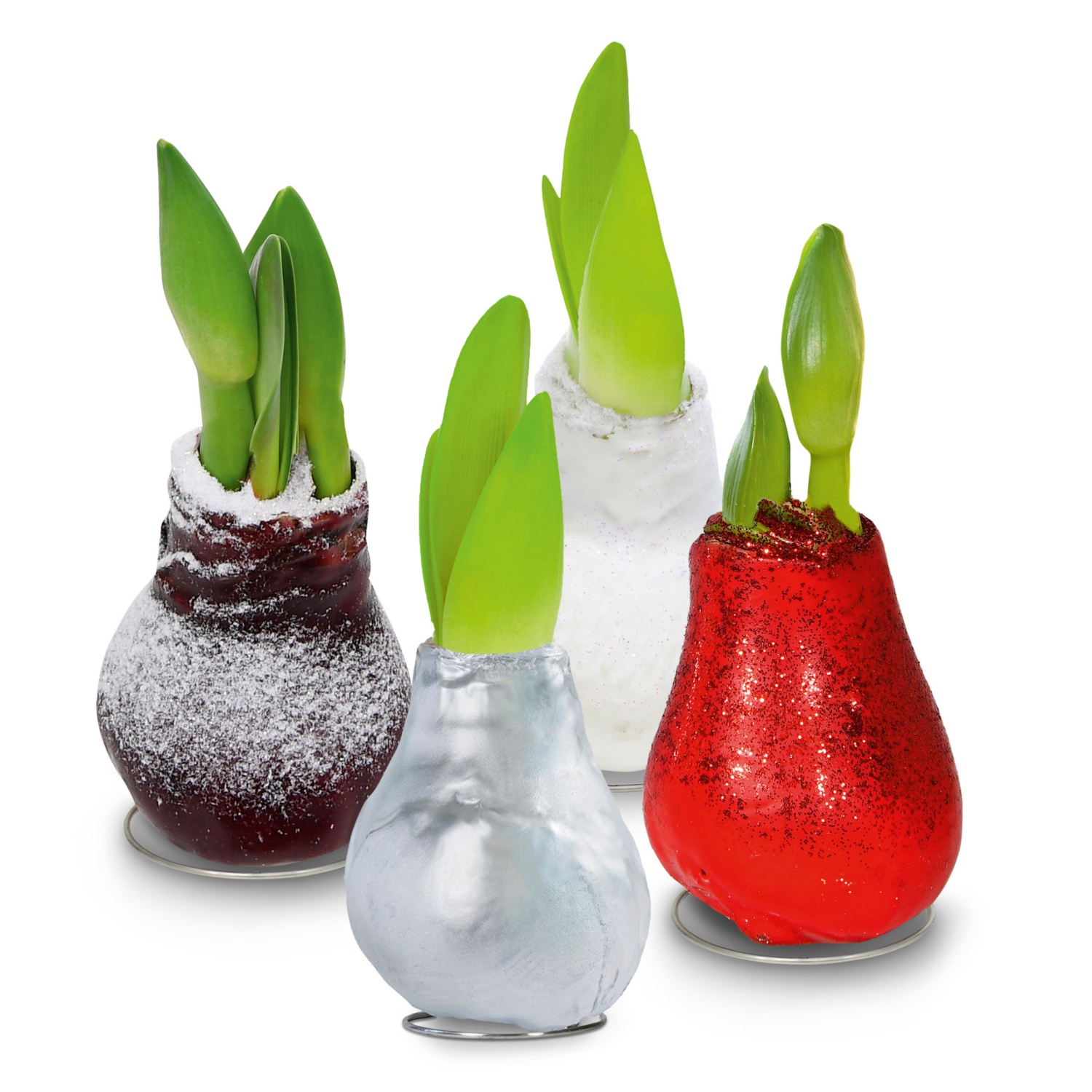 Wachs-Amaryllis 'Frohes neue Jahr'