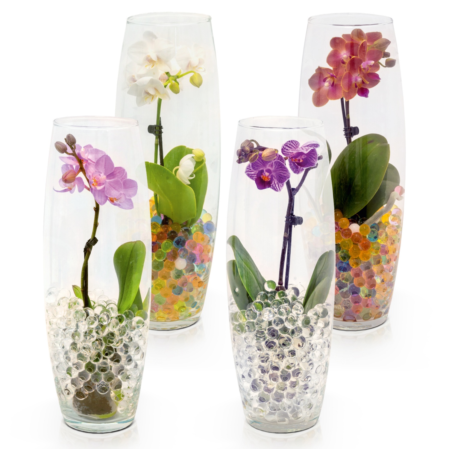 Mini-Orchidee im Glas