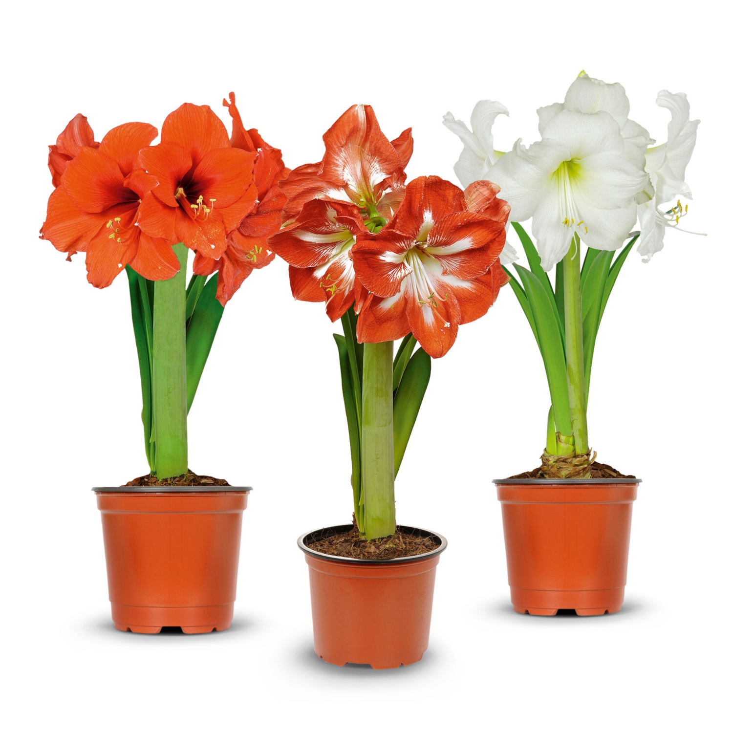 Amaryllis