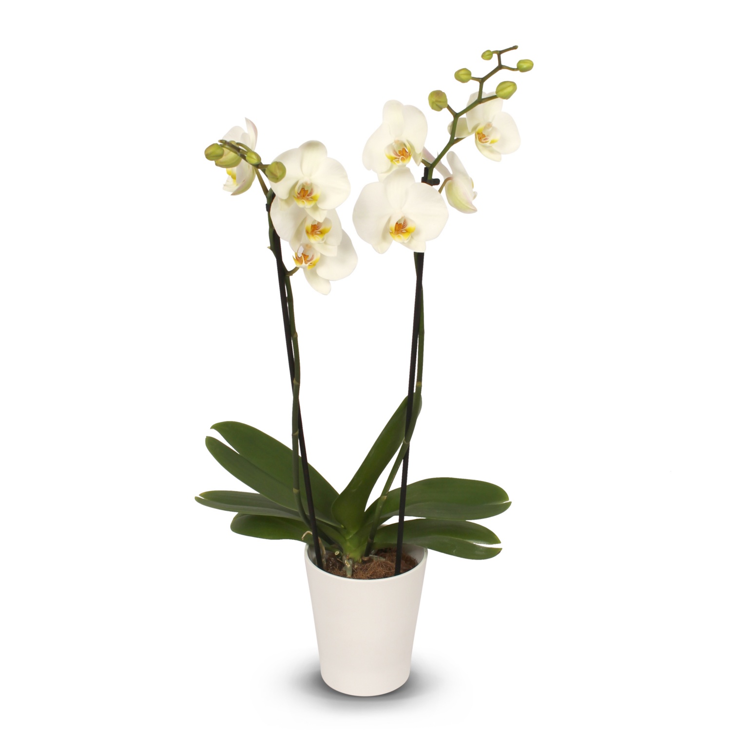 Orchidee in Keramik, Weiß matt