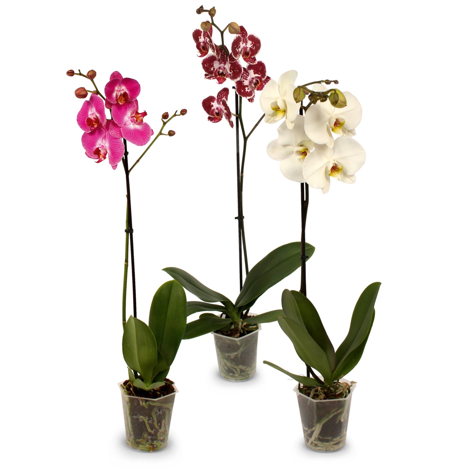 Orchidee