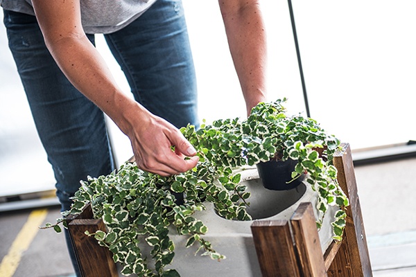 Pflanzentöpfe mit Blumen und Grünblühern dekorieren