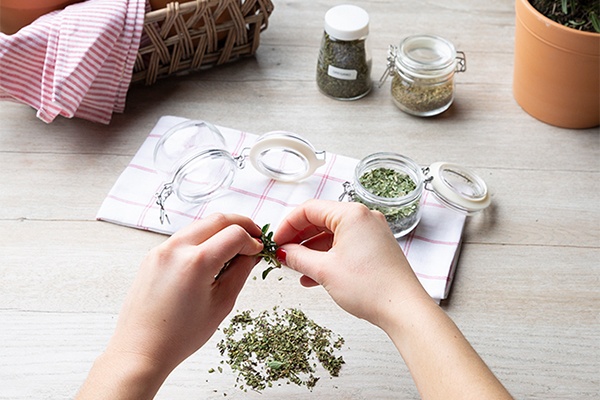 Kräuter zum richtigen Zeitpunkt ernten und im Glas aufbewahren