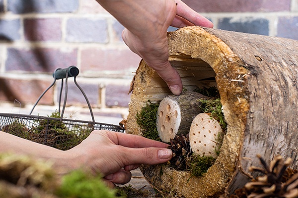Im Baumstamm kleine Hölzer verstauen, die mit ihren Löchern Schutz für Insekten in der kalten Jahreszeit bieten