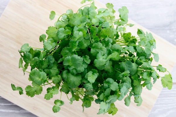 Topf mit Koriander auf einem Brett 