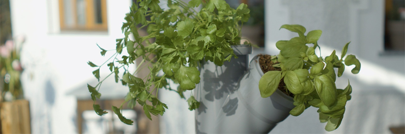 Vertikales Gärtnern: Kräuter platzsparend anbauen