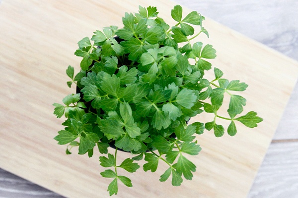 Topf mit Liebstöckel auf einem Brett 