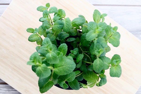 Topf mit Minze auf einem Brett