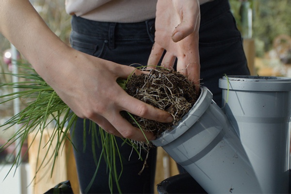 Kräuter in die Öffnung von Abflussrohren pflanzen