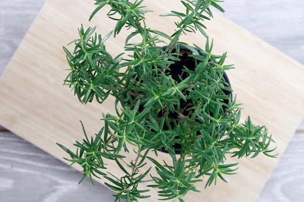 Topf mit Rosmarin auf einem Brett 