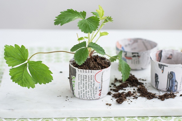 DIY- Individuell gestaltete Erdbeer-Töpfe für das Mini Gewächshaus