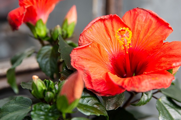 Blühender Hibiskus, der Bienen anlocken soll