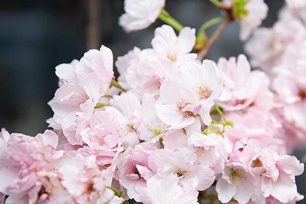 Die Kirsche als Unterstützung für kleine Summer