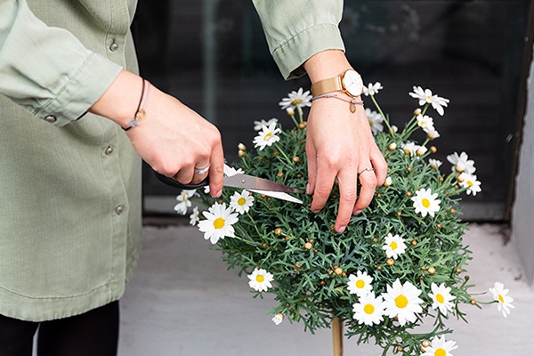 Bienenfreundliche Margeriten-Bäumchen zurechtschneiden
