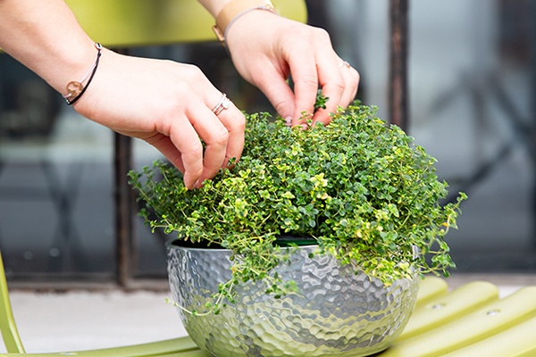 Thymian in einem Blumentopf auf dem Stuhl eines Balkons im Sommer