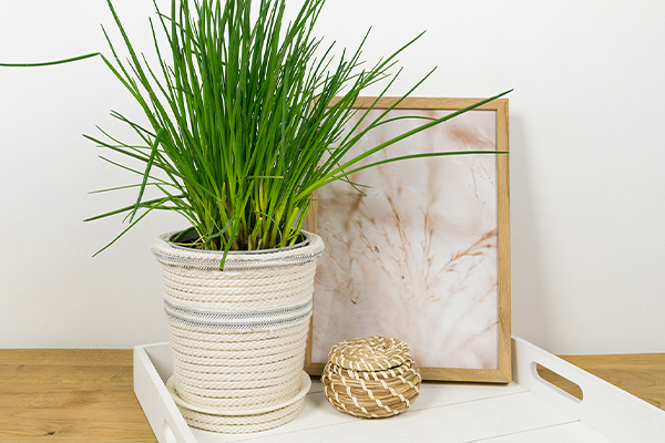 Blumentopf mit Kordel und Stoffband
