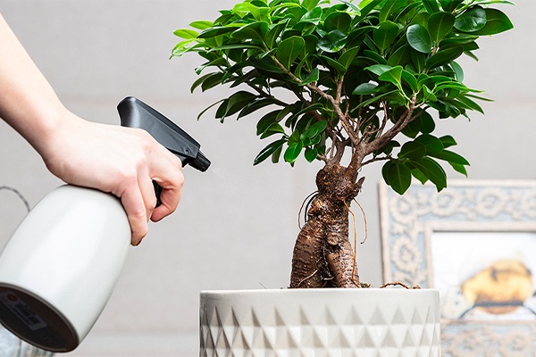 Anleitung - richtiges Bewässern eines Bonsais