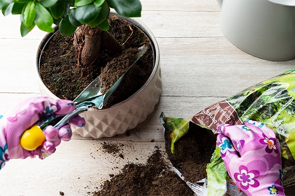 Den Bonsai regelmäßig umtopfen, damit er neue Wurzeln bilden kann 