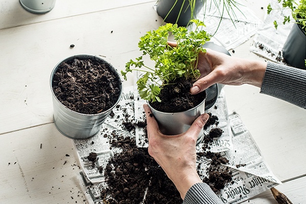 Verschiedene Kräuter umtopfen
