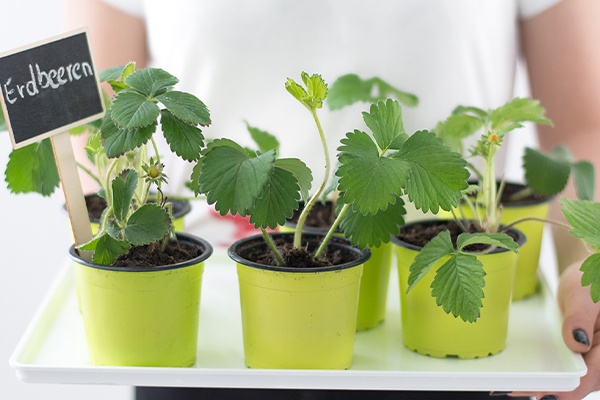 Erdbeer-Pflanzen für das Mini Gewächshaus 