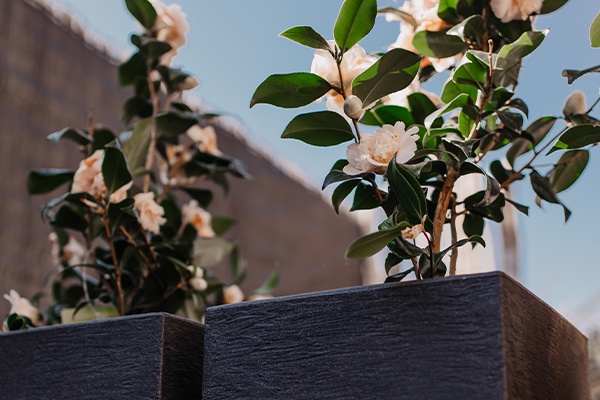 Schöne, rosa Frühlingsblüher vor blauem Frühlingshimmel 