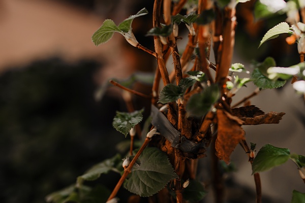 Winterfeste Pflanzen behalten ihre grünen Blätter bis in den Frühling 