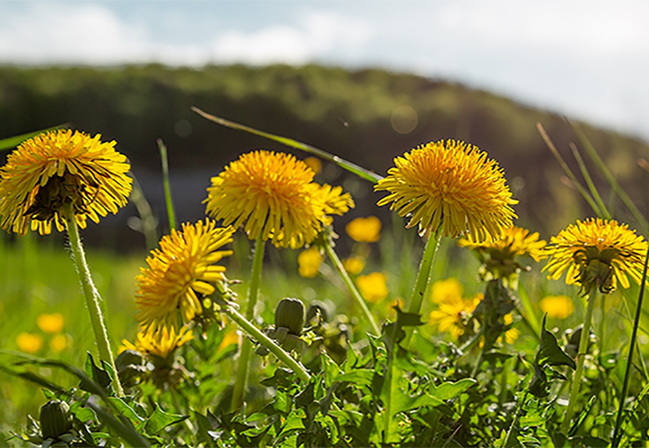 Bunte Blumen als Unterstützung für die kleinen Summer