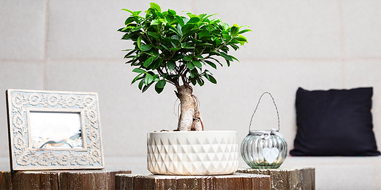 Schön gepflegter Bonsai als Deko-Element für die Wohnung 