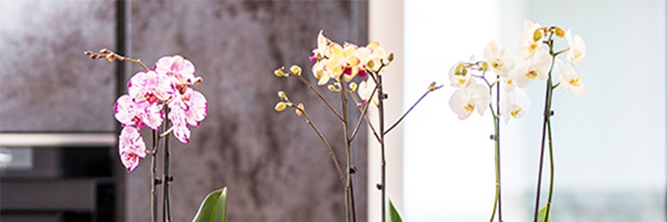 Ein Hauch von Glamour: So pflegst du deine Orchidee