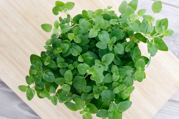 Topf mit Oregano auf einem Brett 